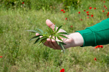 A hand cradles verdant cannabis leaves against blossoming poppies, evoking Earth Day serenity and...
