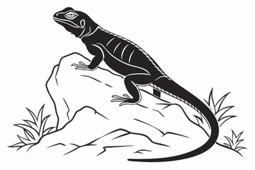 Chuckwallas sihouette black vector