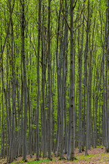Fototapeta premium Lush green foliage adorning the trees in the National Park Podyji in Czechia
