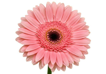 A single vibrant light pink Gerbera daisy flower with a yellow inner ring and dark pink textured core, isolated on a pristine clean white background with copy space, soft diffused lighting, concept
