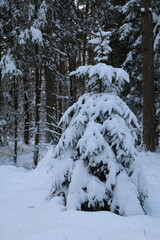 snow covered trees