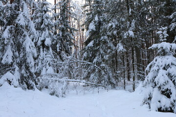 snow covered trees