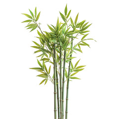 Fototapeta premium Lush green bamboo stalks with vibrant leaves isolated on black background