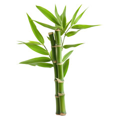 Fototapeta premium Two stalks of bamboo with vibrant green leaves isolated on black background a lush natural scene