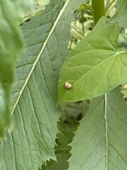 Shiny bug on green leaf