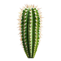 Naklejka premium A vibrant green cactus with long sharp spines isolated on a black background