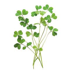 Obraz premium A bouquet of green clover leaves on black background