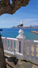 Coastal cityscape of Benidorm, Spain, featuring sandy beaches, clear blue water, and modern skyline. Popular Mediterranean destination known for tourism, sun, and vibrant seaside views.