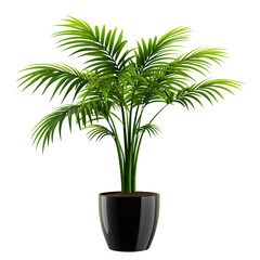 Obraz premium Lush green palm plant in a sleek black pot a vibrant indoor decoration
