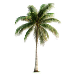 A tall tropical palm tree stands isolated on a black background showcasing its lush green fronds and textured trunk