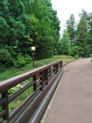 Carretera con arboles sequoia