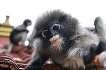 A touching moment: dusky leaf monkey waits for a treat from a kind hand