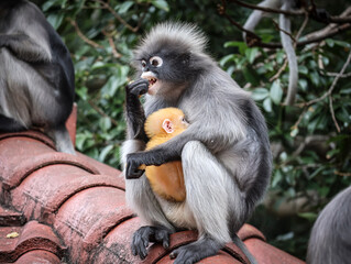 Monkey mother cradles newborn while baring teeth — tenderness with hidden strength