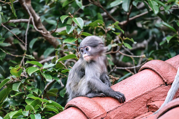 Portrait of young spectacled langur on temple roof — curious and alert