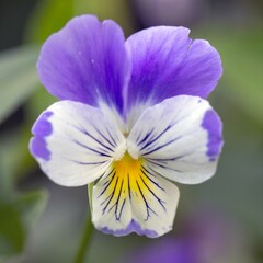 Bright delicate pansy flowers close-up. Gardening, hobby.
