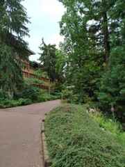 &Aacute;rboles Sequoia 