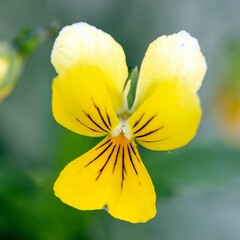 Bright delicate pansy flowers close-up. Gardening, hobby.