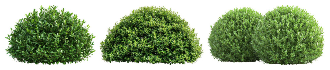 PNG Lush green bushy plants, element set on transparent background