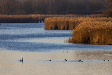 Serene Wetland Scene with Swans and Ducks in Razice