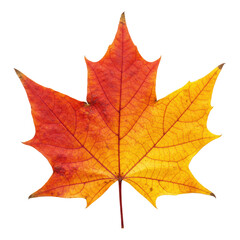Obraz premium A single, perfectly preserved maple leaf, vibrant with deep crimson, fiery orange, and luminous golden yellow colors, featuring clear vein details and natural texture, presented on a transparent