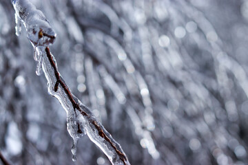 icicles on a branch
