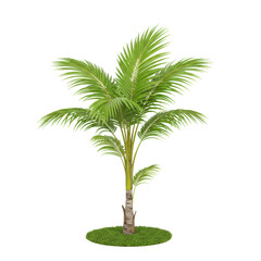 Obraz premium A young, healthy coconut palm tree with vibrant green fanning fronds and yellowish tips, slender light brown trunk, rooted in lush green grass on a transparent seamless studio background, isolated