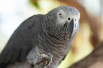 african grey parrot eating a treat