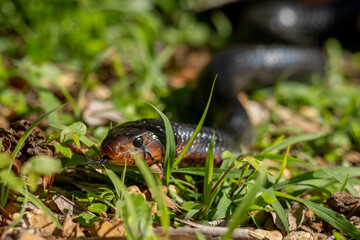 An endangered Eastern Indigo Snake, native to Florida, crawling through grass
