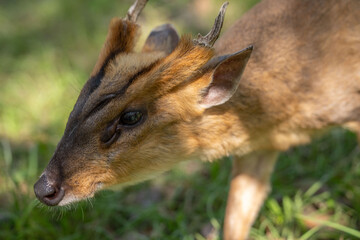 muntjac deer with small antlers standing in grass