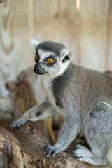 ring tailed lemur eating on branch
