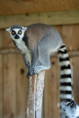 ring tailed lemur eating on branch