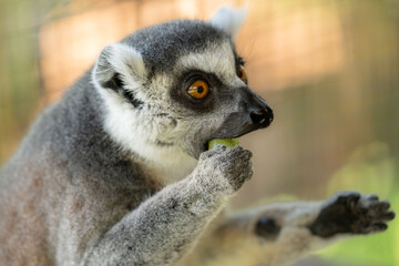 ring tailed lemur eating on branch