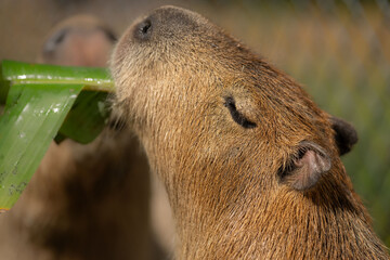 Two capybaras sharing a banana leaf
