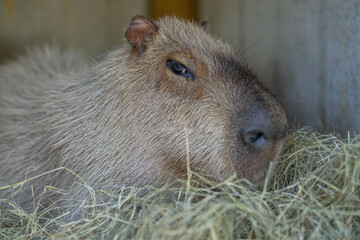 capybara sitting in a bed of hay