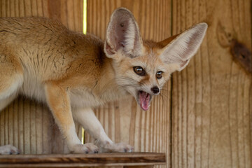 fennec fox