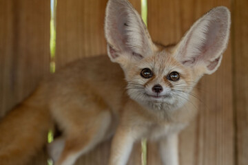 fennec fox