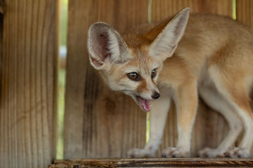 fennec fox