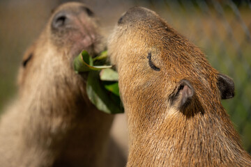 Two capybaras sharing a banana leaf
