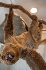 two toed sloth climbing on branch