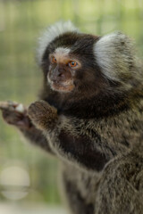 Common Marmoset