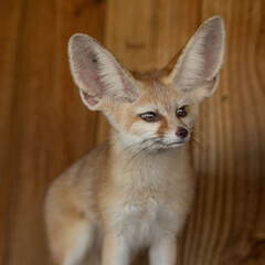 fennec fox