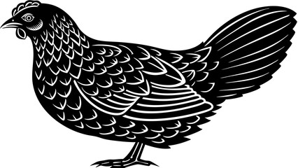Illustration of a single black hen with detailed feathering and a prominent tail in profile view standing