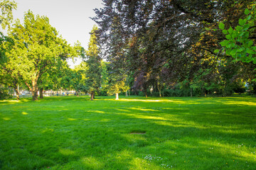 Green summer park landscape with trees and sunlight.