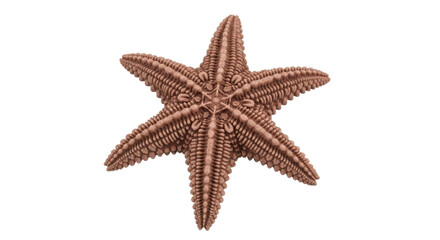 Isolated Brown Starfish