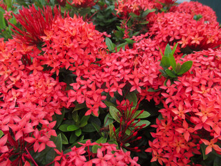 Beautiful red asoka flower at summer times in garden