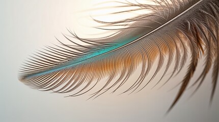 Obraz premium Colorful feather with intricate details displays a natural beauty in soft light