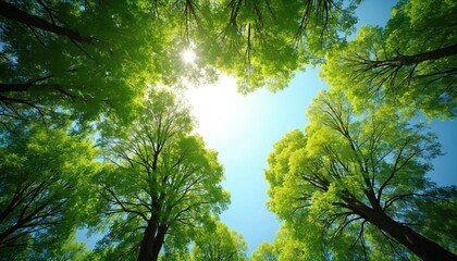 View from below trees crown in forest. Sunny day with clear sky, sun flares. Green leaves create canopy, blue sky background, fresh spring time nature.
