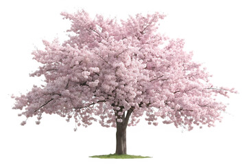 cherry tree isolated on white background PNG ,AI GENERATED