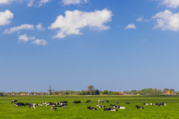 Fototapeta premium Peaceful Cows Grazing in Warmond Countryside