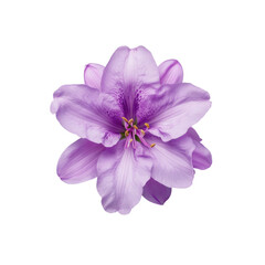 Obraz premium Close up of a delicate purple rhododendron flower with intricate petal details isolated on transparent background